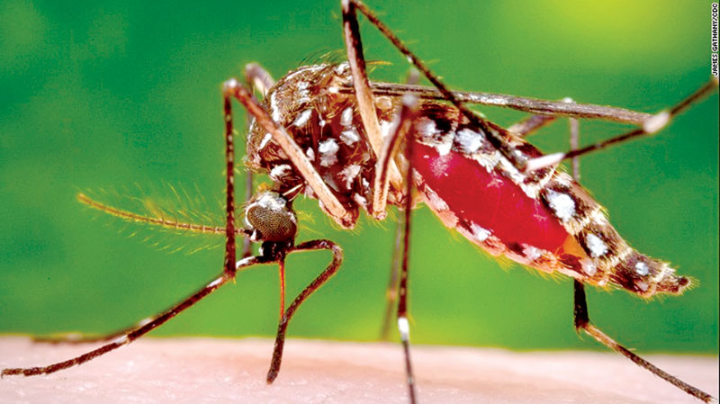 ඩෙංගු පාලනයට ජාතික වැඩපිළිවෙලක් ඩෙංගු පාලනයට ජාතික වැඩපිළිවෙලක්