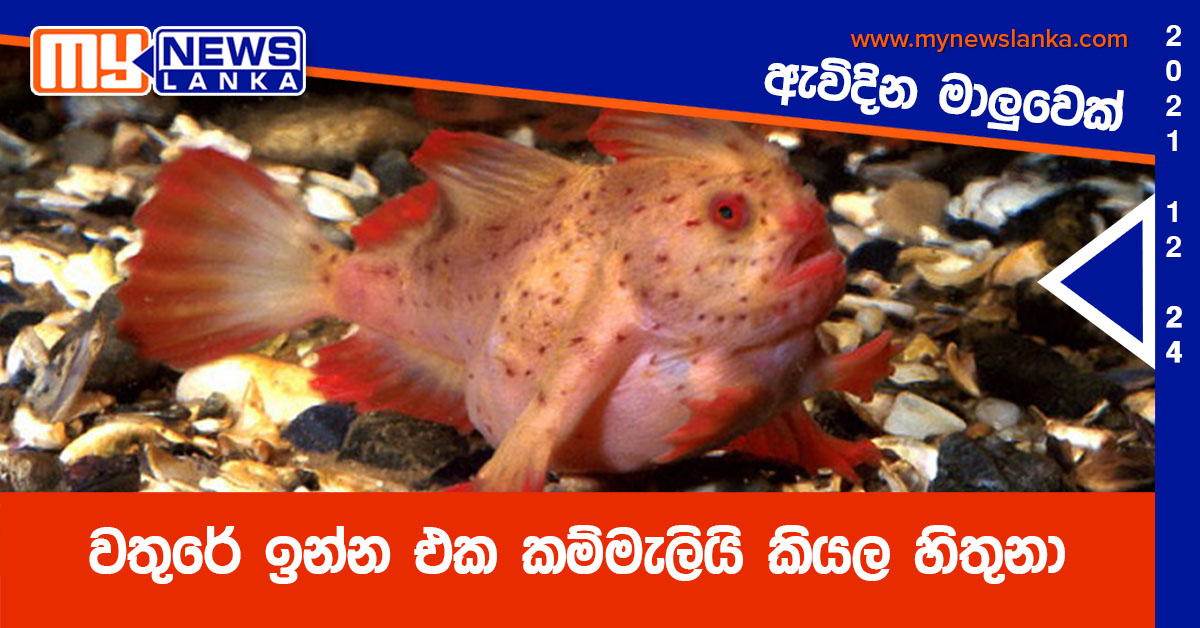 වතුරේ ඉන්න එක කම්මැලියි කියල හිතුනා, ඇවිදින මාලුවෙක් වතුරේ ඉන්න එක කම්මැලියි කියල හිතුනා, ඇවිදින මාලුවෙක්