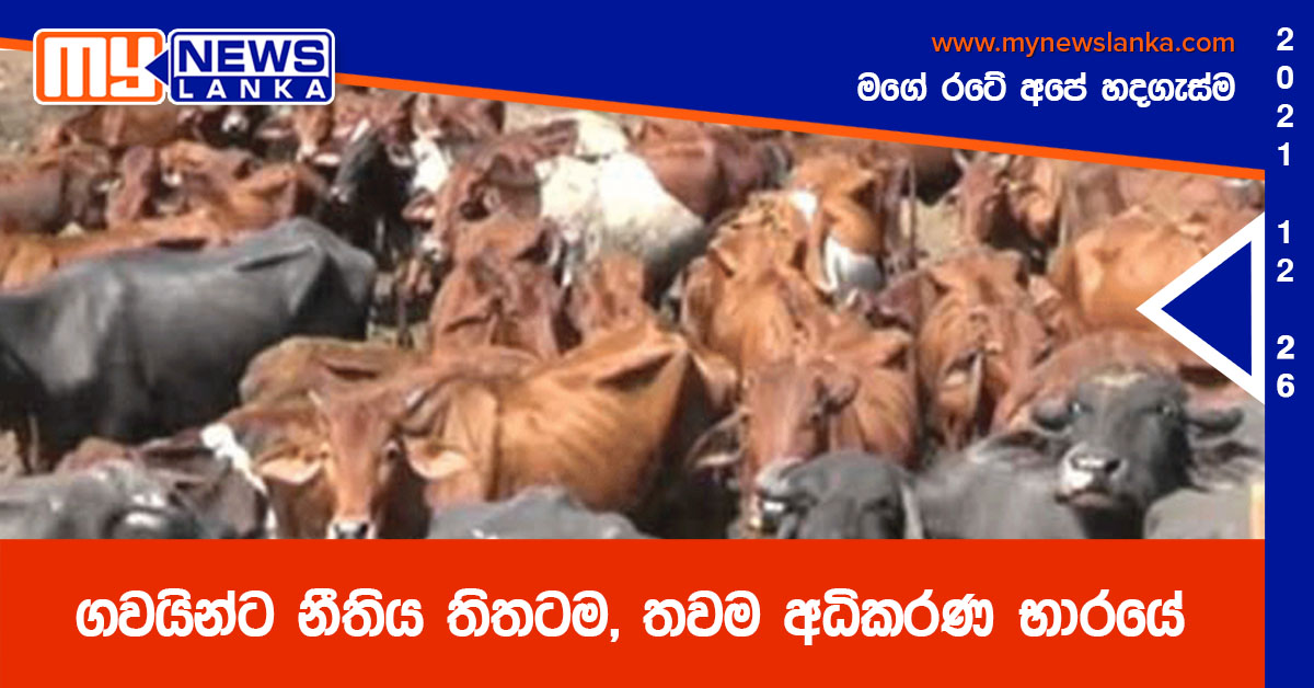ගවයින්ට නීතිය තිතටම, තවම අධිකරණ භාරයේ ගවයින්ට නීතිය තිතටම, තවම අධිකරණ භාරයේ
