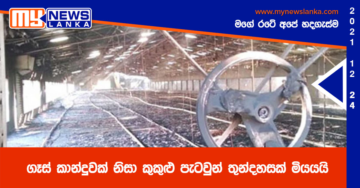 ගෑස් කාන්දුවක් නිසා කුකුළු පැටවුන් තුන්දහසක් මියයයි