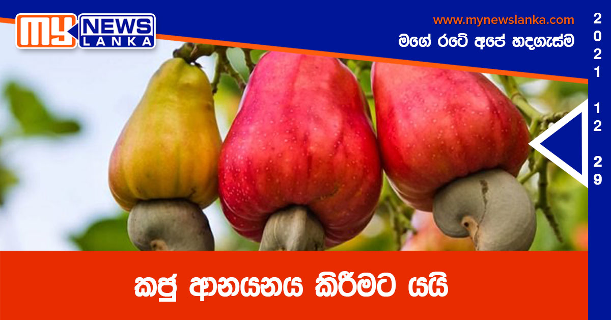 කජු ආනයනය කිරීමට යයි කජු ආනයනය කිරීමට යයි
