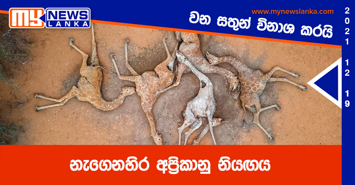 නැගෙනහිර අප්රිකානු නියඟය, වන සතුන් විනාශ කරයි නැගෙනහිර අප්රිකානු නියඟය, වන සතුන් විනාශ කරයි