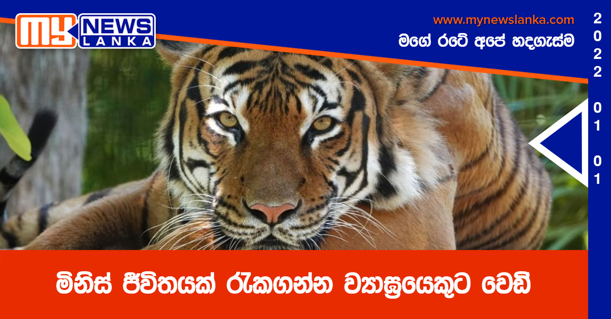 මිනිස් ජීවිතයක් රැකගන්න ව්‍යාඝ්‍රයෙකුට වෙඩි (වීඩියෝ)