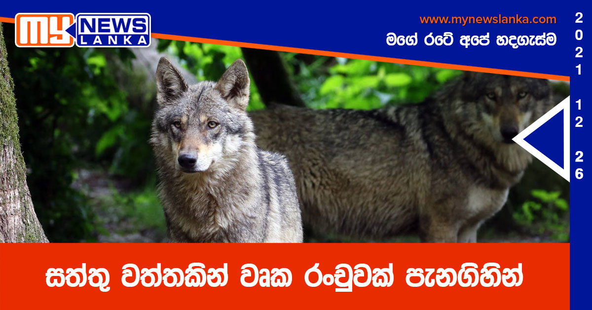 සත්තු වත්තකින් වෘක රංචුවක් පැනගිහින් සත්තු වත්තකින් වෘක රංචුවක් පැනගිහින්