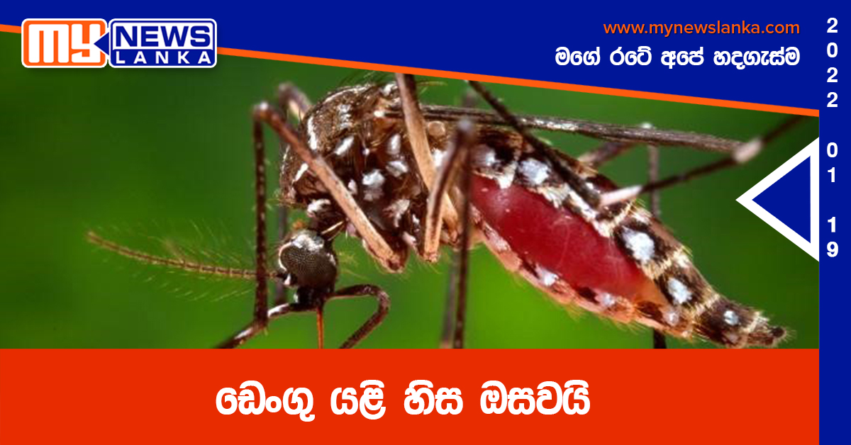 ඩෙංගු යළි හිස ඔසවයි