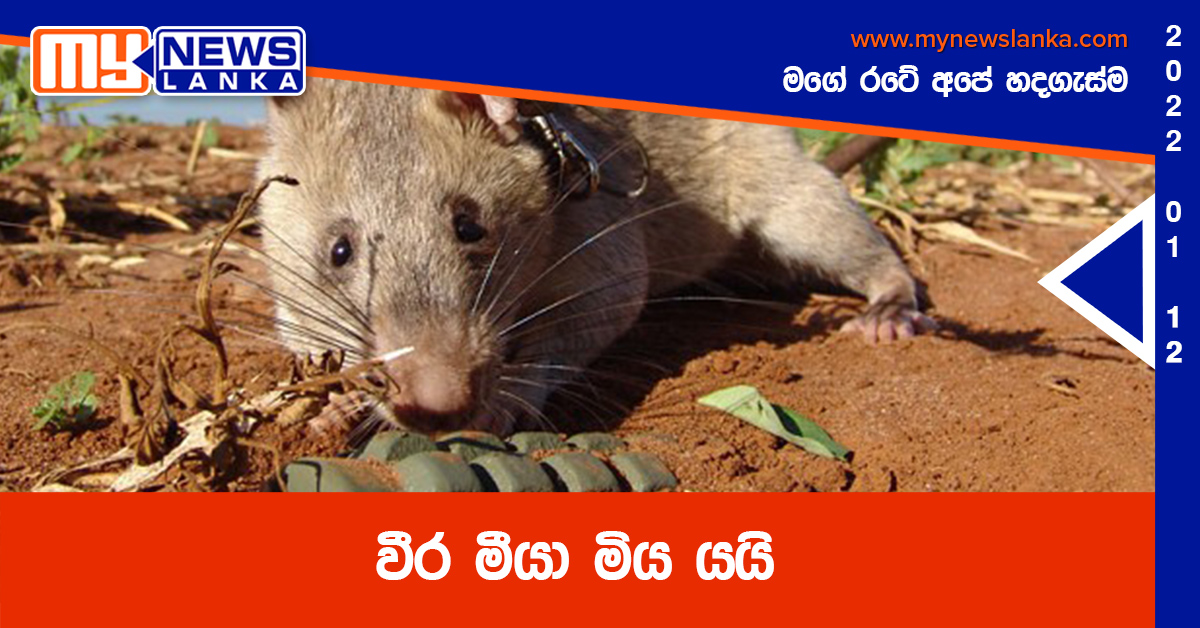 වීර මීයා මිය යයි වීර මීයා මිය යයි