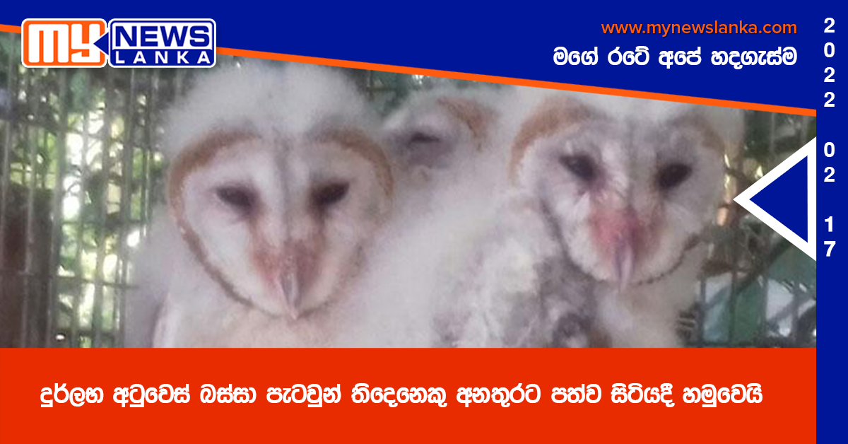 දුර්ලභ අටුවෙස් බස්සා පැටවුන් තිදෙනෙකු අනතුරට පත්ව සිටියදී හමුවෙයි