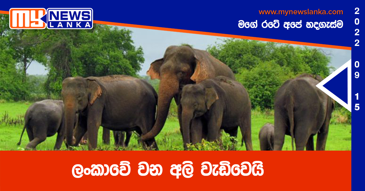 ලංකාවේ වන අලි වැඩිවෙයි ලංකාවේ වන අලි වැඩිවෙයි