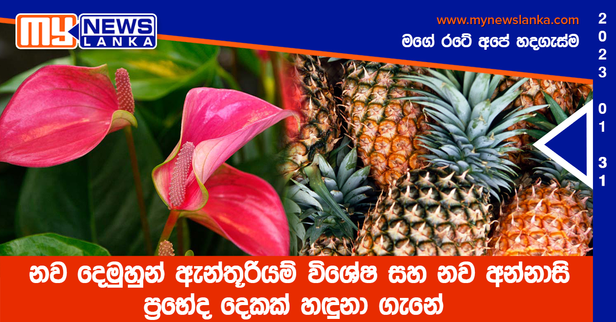 නව දෙමුහුන් ඇන්තූරියම් විශේෂ සහ නව අන්නාසි ප්රභේද දෙකක් හඳුනා ගැනේ නව දෙමුහුන් ඇන්තූරියම් විශේෂ සහ නව අන්නාසි ප්රභේද දෙකක් හඳුනා ගැනේ