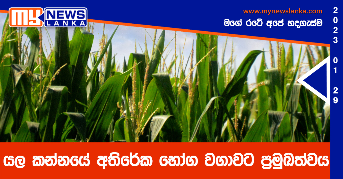 යල කන්නයේ අතිරේක භෝග වගාවට ප්රමුඛත්වය යල කන්නයේ අතිරේක භෝග වගාවට ප්රමුඛත්වය