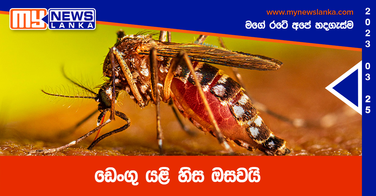 ඩෙංගු යළි හිස ඔසවයි ඩෙංගු යළි හිස ඔසවයි