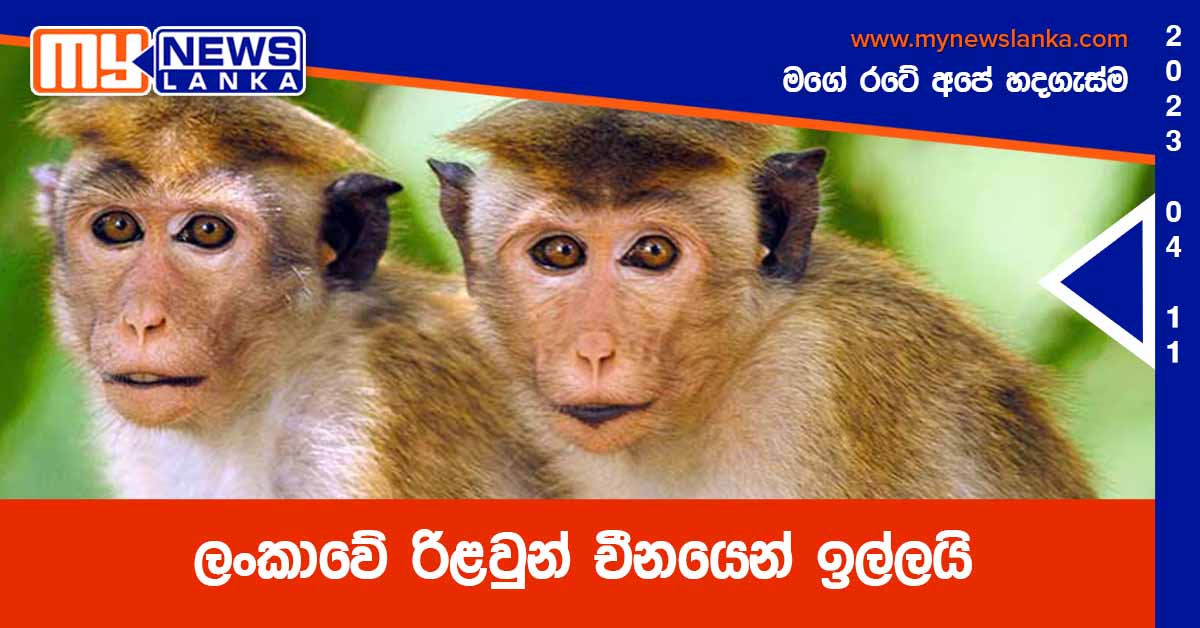 ලංකාවේ රිළවුන් චීනයෙන් ඉල්ලයි ලංකාවේ රිළවුන් චීනයෙන් ඉල්ලයි