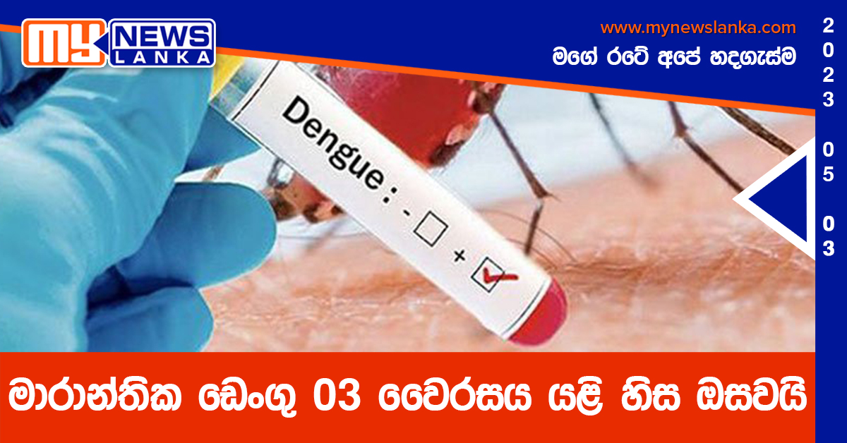 මාරාන්තික ඩෙංගු 03 වෛරසය යළි හිස ඔසවයි මාරාන්තික ඩෙංගු 03 වෛරසය යළි හිස ඔසවයි