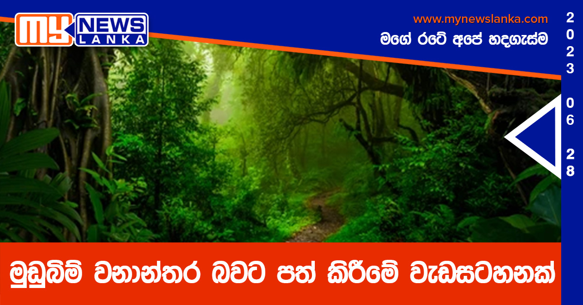 මුඩුබිම් වනාන්තර බවට පත් කිරීමේ වැඩසටහනක් මුඩුබිම් වනාන්තර බවට පත් කිරීමේ වැඩසටහනක්
