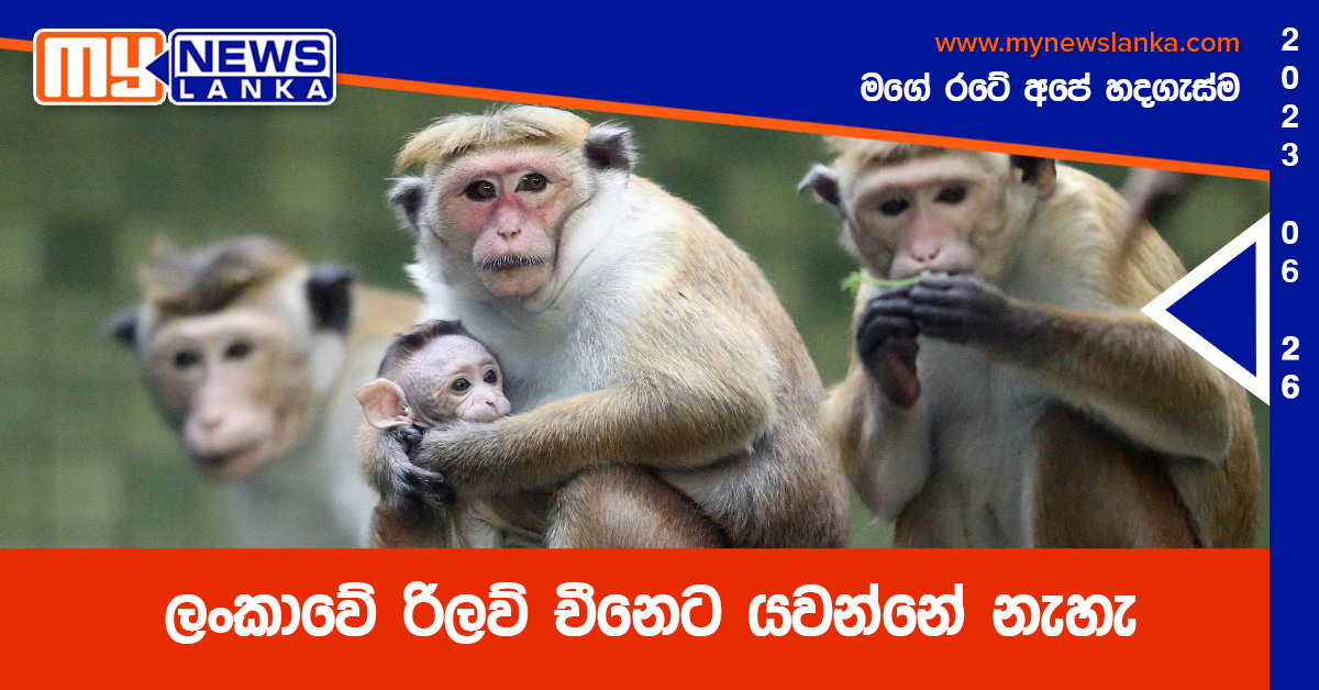 ලංකාවේ රිලව් චීනෙට යවන්නේ නැහැ – ප්රතිඥාවක් ලංකාවේ රිලව් චීනෙට යවන්නේ නැහැ – ප්රතිඥාවක්