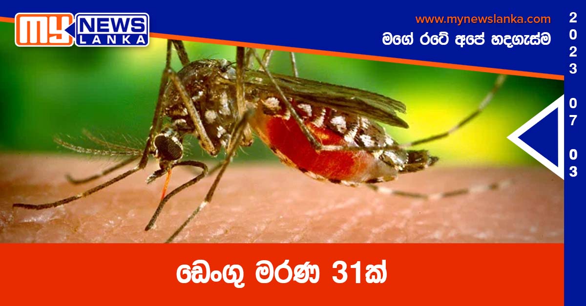 ඩෙංගු මරණ 31ක් ඩෙංගු මරණ 31ක්