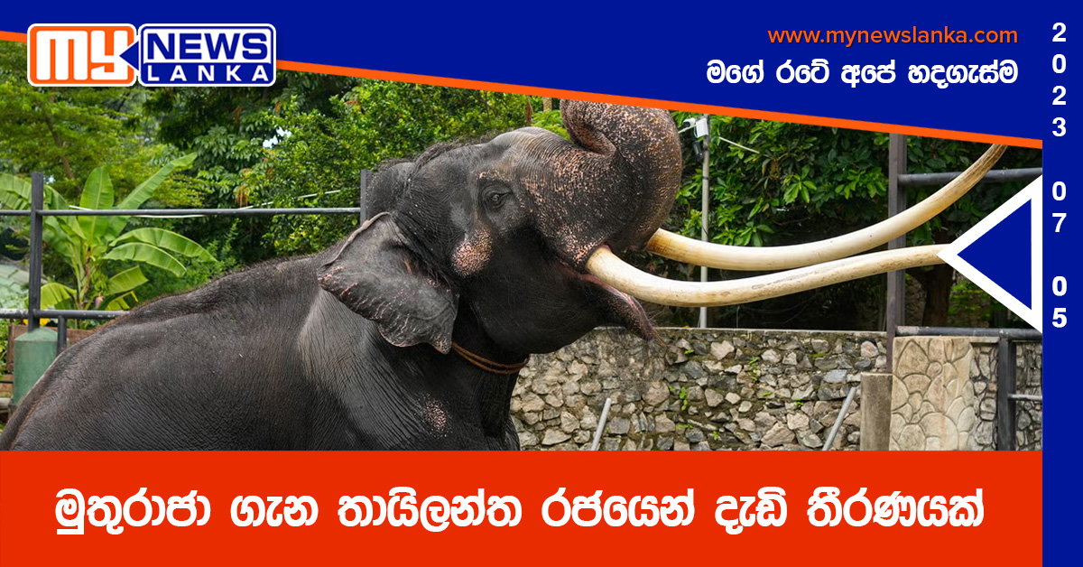 මුතුරාජා ගැන තායිලන්ත රජයෙන් දැඩි තීරණයක් මුතුරාජා ගැන තායිලන්ත රජයෙන් දැඩි තීරණයක්