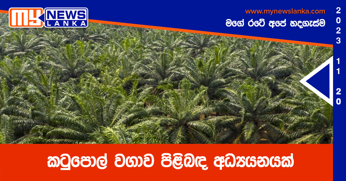 කටුපොල් වගාව පිළිබඳ අධ්යයනයක් කටුපොල් වගාව පිළිබඳ අධ්යයනයක්
