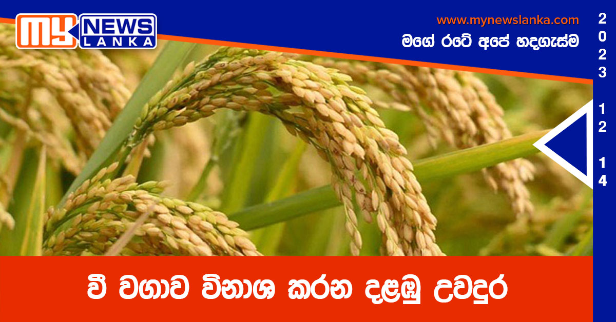 වී වගාව විනාශ කරන දළඹු උවදුර වී වගාව විනාශ කරන දළඹු උවදුර