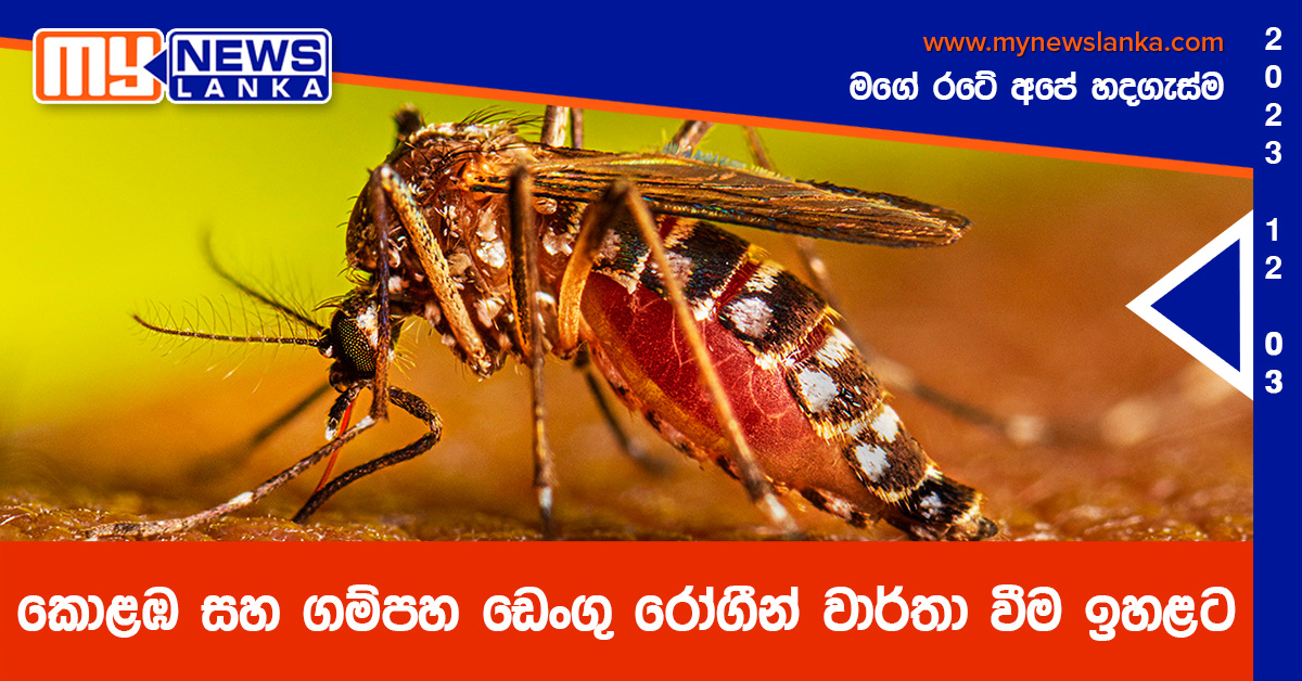 කොළඹ සහ ගම්පහ ඩෙංගු රෝගීන් වාර්තා වීම ඉහළට කොළඹ සහ ගම්පහ ඩෙංගු රෝගීන් වාර්තා වීම ඉහළට