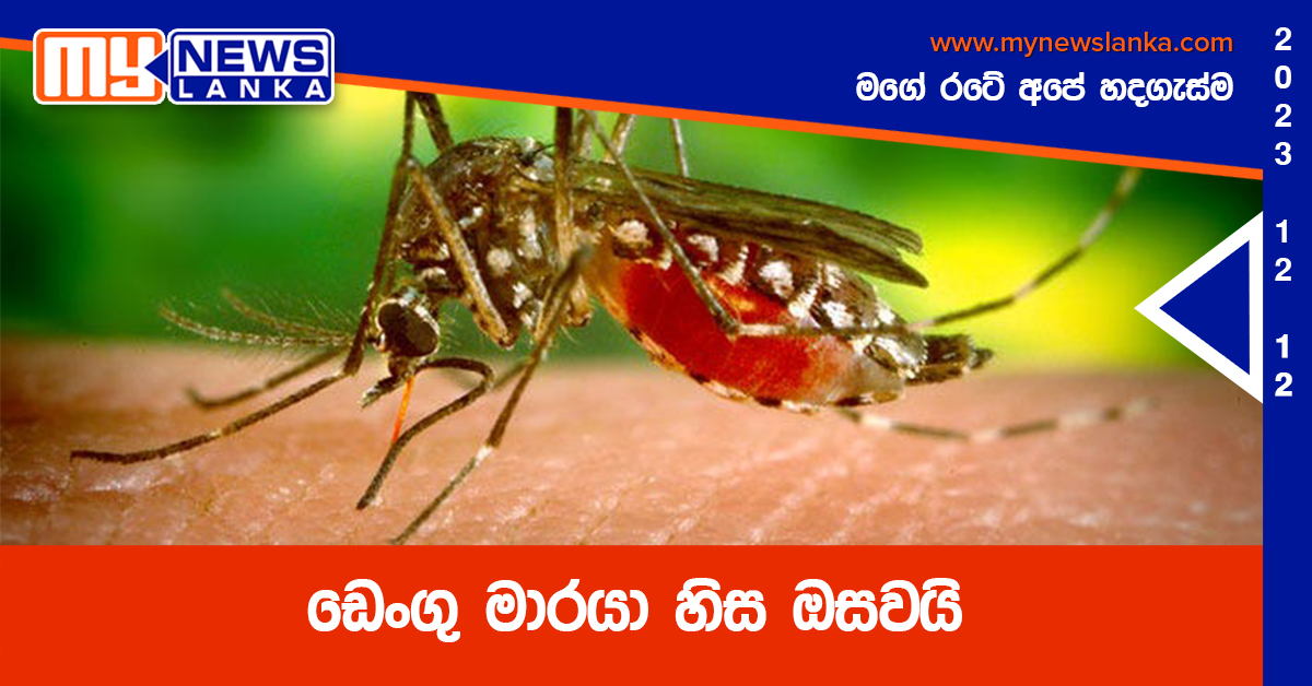 ඩෙංගු මාරයා හිස ඔසවයි ඩෙංගු මාරයා හිස ඔසවයි