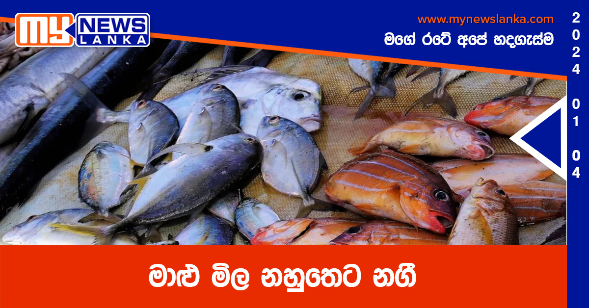 මාළු මිල නහුතෙට නගී මාළු මිල නහුතෙට නගී