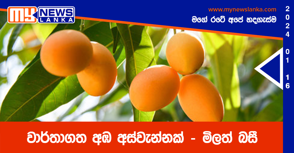 වාර්තාගත අඹ අස්වැන්නක් – මිලත් බසී වාර්තාගත අඹ අස්වැන්නක් – මිලත් බසී