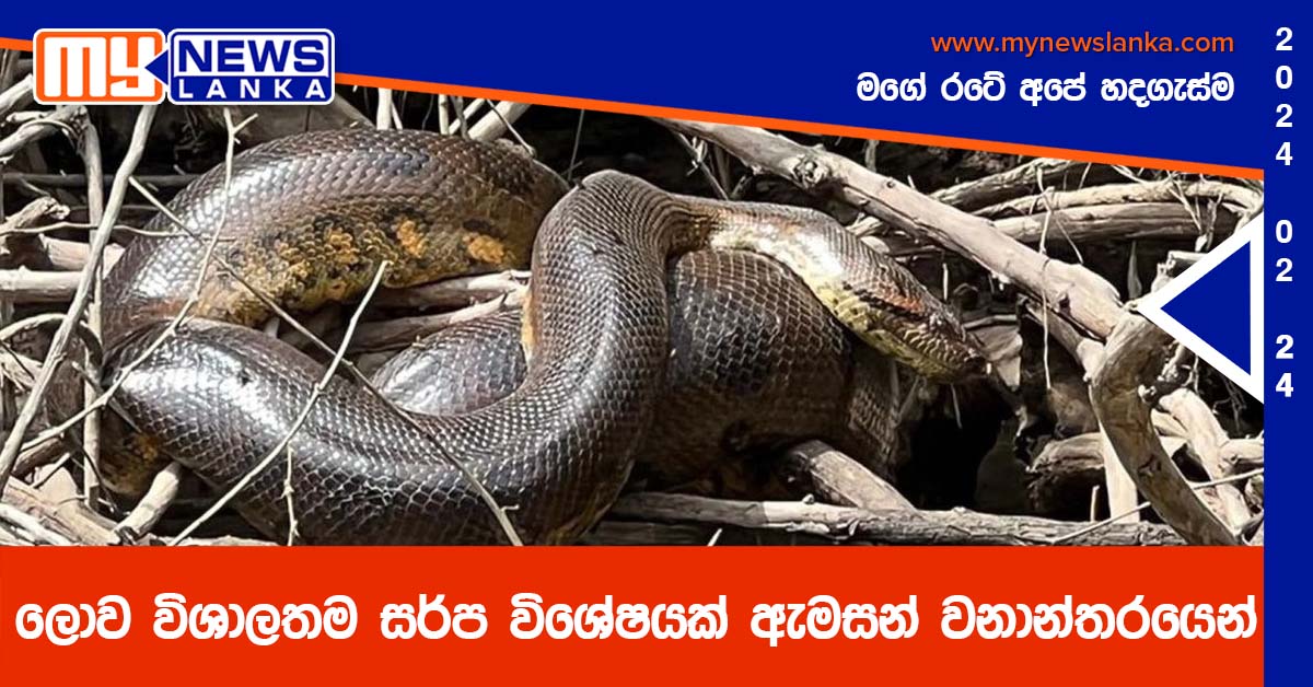 ලොව විශාලතම සර්ප විශේෂයක් ඇමසන් වනාන්තරයෙන් ලොව විශාලතම සර්ප විශේෂයක් ඇමසන් වනාන්තරයෙන්