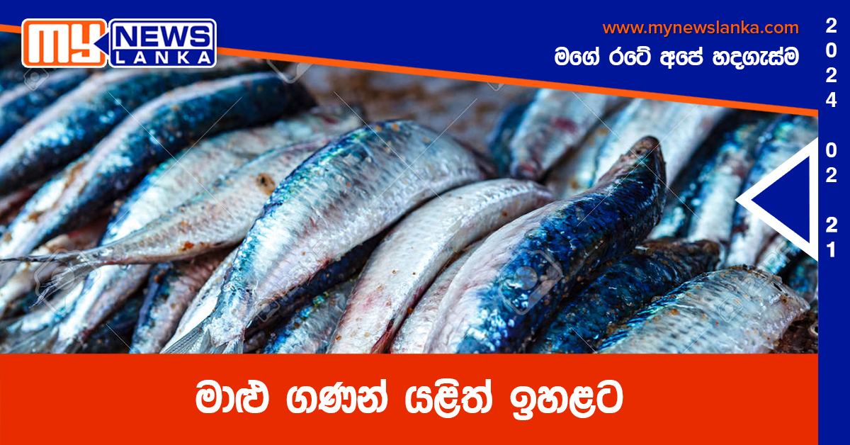 මාළු ගණන් යළිත් ඉහළට මාළු ගණන් යළිත් ඉහළට