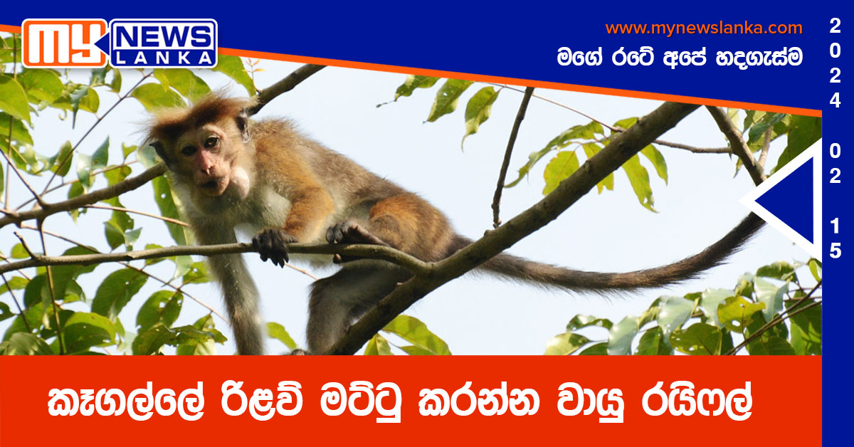 කෑගල්ලේ රිළව් මට්ටු කරන්න වායු රයිෆල් කෑගල්ලේ රිළව් මට්ටු කරන්න වායු රයිෆල්