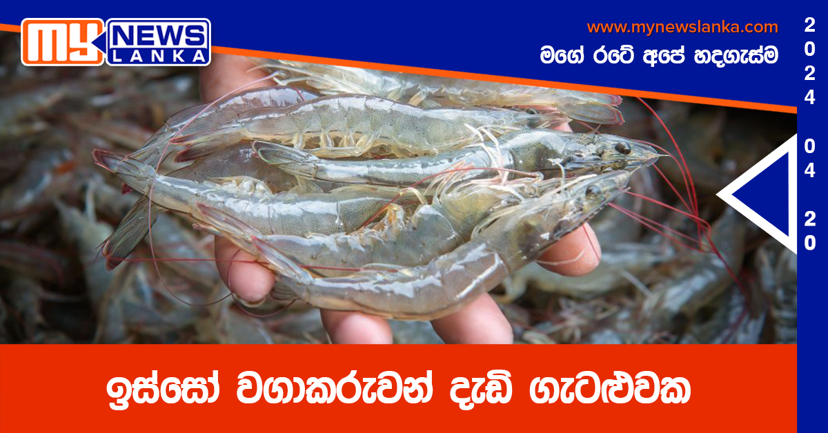 ඉස්සෝ වගාකරුවන් දැඩි ගැටළුවක ඉස්සෝ වගාකරුවන් දැඩි ගැටළුවක