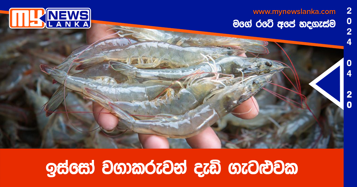 ඉස්සෝ වගාකරුවන් දැඩි ගැටළුවක