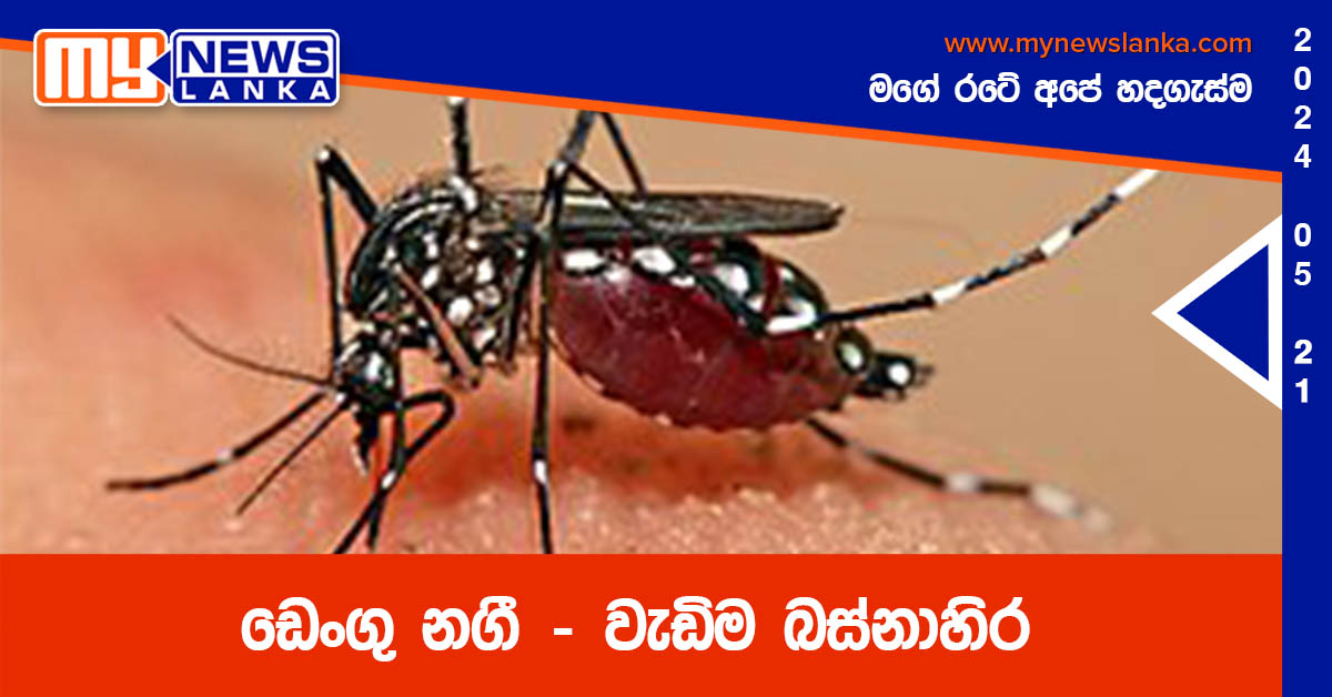 ඩෙංගු නගී – වැඩිම බස්නාහිර ඩෙංගු නගී – වැඩිම බස්නාහිර