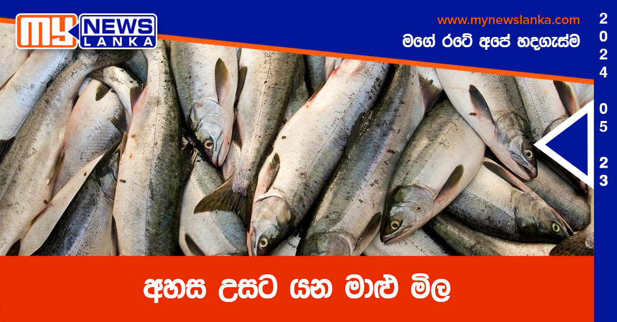 අහස උසට යන මාළු මිල