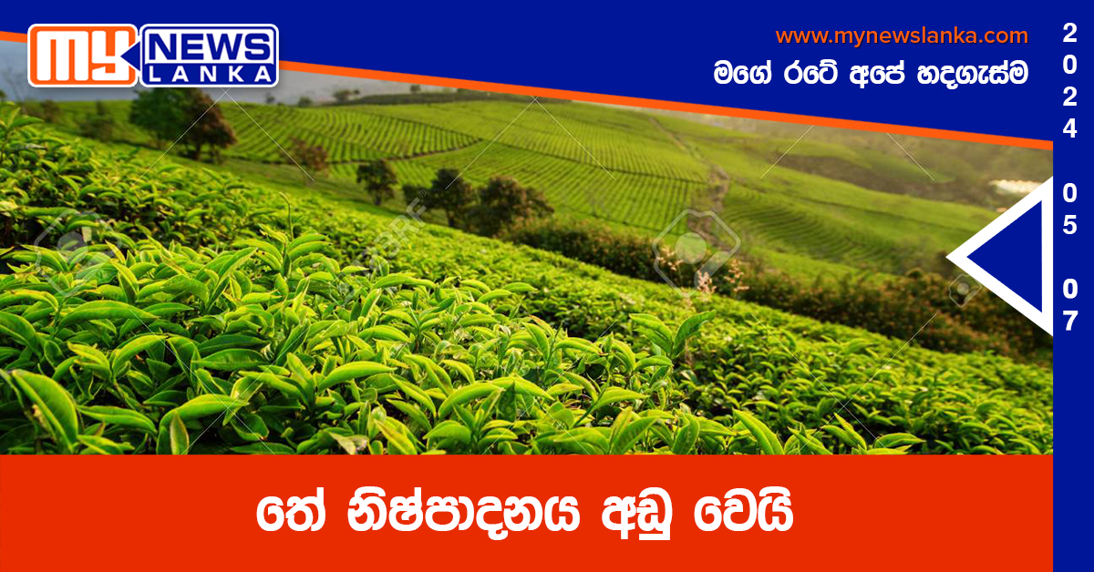 තේ නිෂ්පාදනය අඩු වෙයි තේ නිෂ්පාදනය අඩු වෙයි