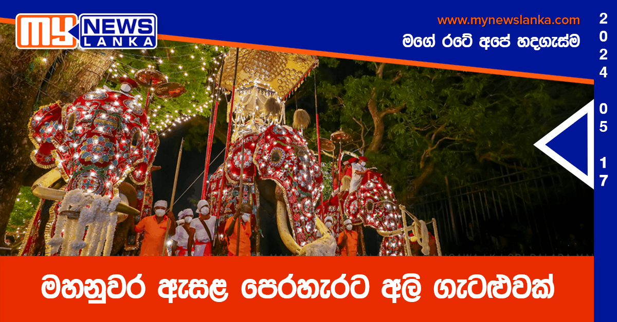 මහනුවර ඇසළ පෙරහැරට අලි ගැටළුවක් මහනුවර ඇසළ පෙරහැරට අලි ගැටළුවක්