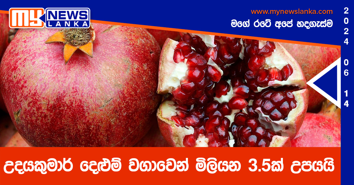 උදයකුමාර් දෙළුම් වගාවෙන් මිලියන 3.5ක් උපයයි උදයකුමාර් දෙළුම් වගාවෙන් මිලියන 3.5ක් උපයයි