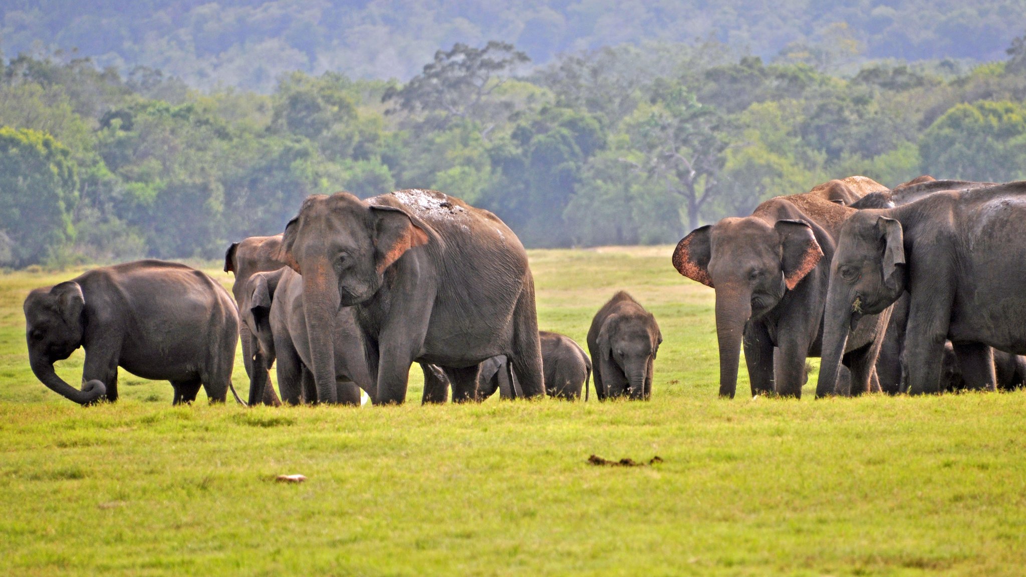 අලි සංගණනය අද ඇරඹේ අලි සංගණනය අද ඇරඹේ