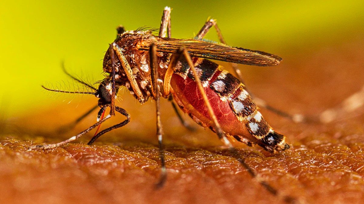 ඩෙංගු යළි ඔළුව උස්සයි ඩෙංගු යළි ඔළුව උස්සයි