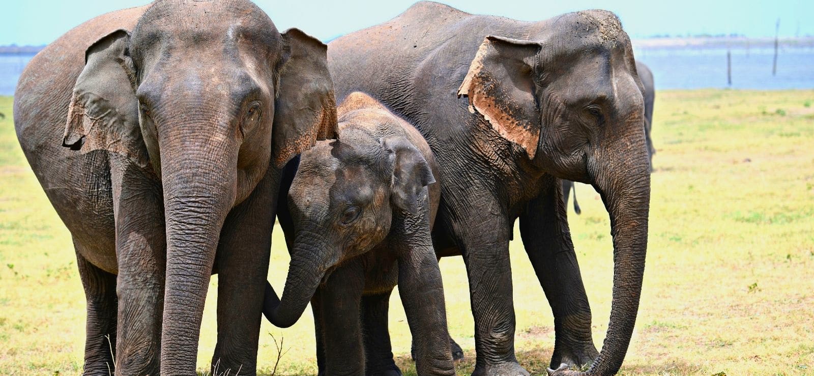 ලියාපදිංචි නොකළ අලි ඇතුන් ගැන අතුරු තහනම් නියෝගයක් ලියාපදිංචි නොකළ අලි ඇතුන් ගැන අතුරු තහනම් නියෝගයක්
