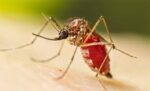 “චිකුන්ගුන්යා” රෝගය පැතිරයාමේ අවදානමක්