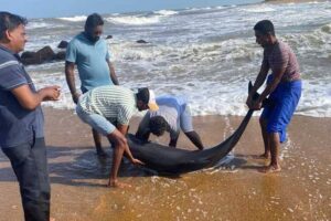 කළුතර මුහුදු වෙරළට ආ ඩොල්ෆින්