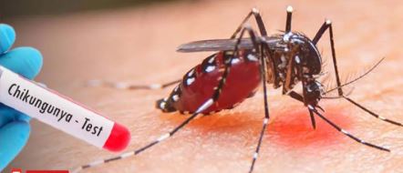 චිකන්ගුන්යා රෝගීන් ගේ වැඩි වීමක් චිකන්ගුන්යා රෝගීන් ගේ වැඩි වීමක්