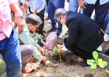රතු දත්ත ලැයිස්තුවට ගිය තක්කඩ ශාකය රැකගන්න ලස්සන වැඩක්