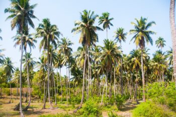 රෝග වැළදුණු පොල් ගස් කපාදැමීමට ගෙවන මුදල වැඩි කෙරේ