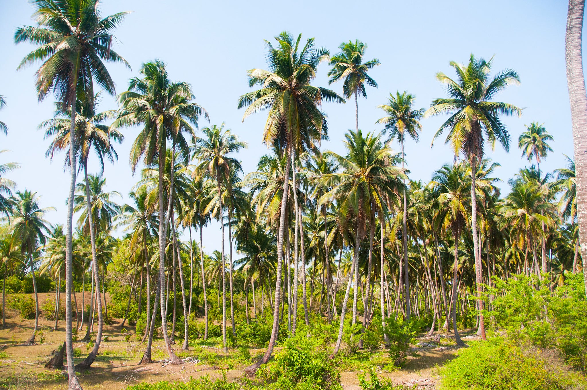 රෝග වැළදුණු පොල් ගස් කපාදැමීමට ගෙවන මුදල වැඩි කෙරේ