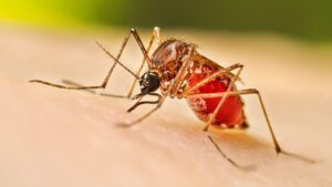 මේ මාසය තුළ ඩෙංගු ව්‍යාප්තිය ඉහළට
