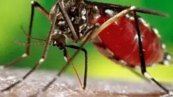කොළඹ ඩෙංගු බෝවන ස්ථාන පිළිබඳ දැනුම් දීමට දුරකතන අංකයක්