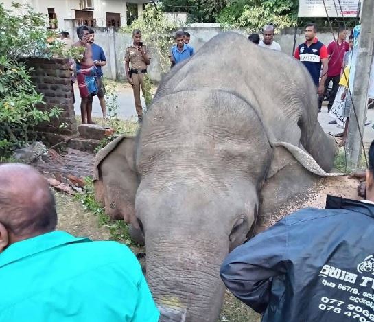 දුම්රියක ගැටී වන අලියෙකු මරුට