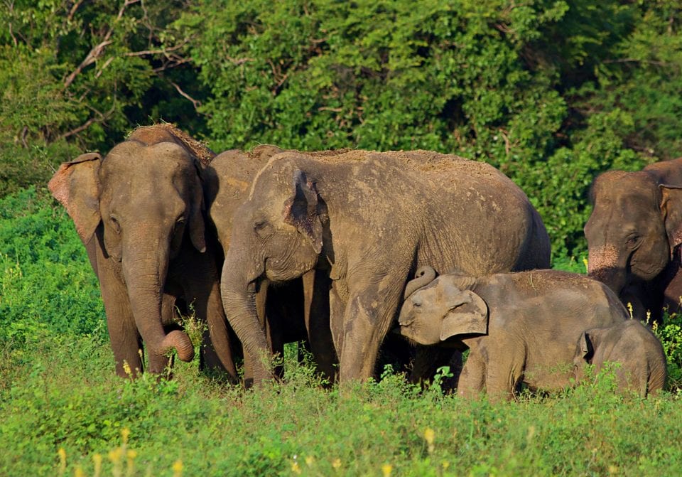 වනඅලින්ට ප්‍රතිකාර කරන්න රෝහලක්